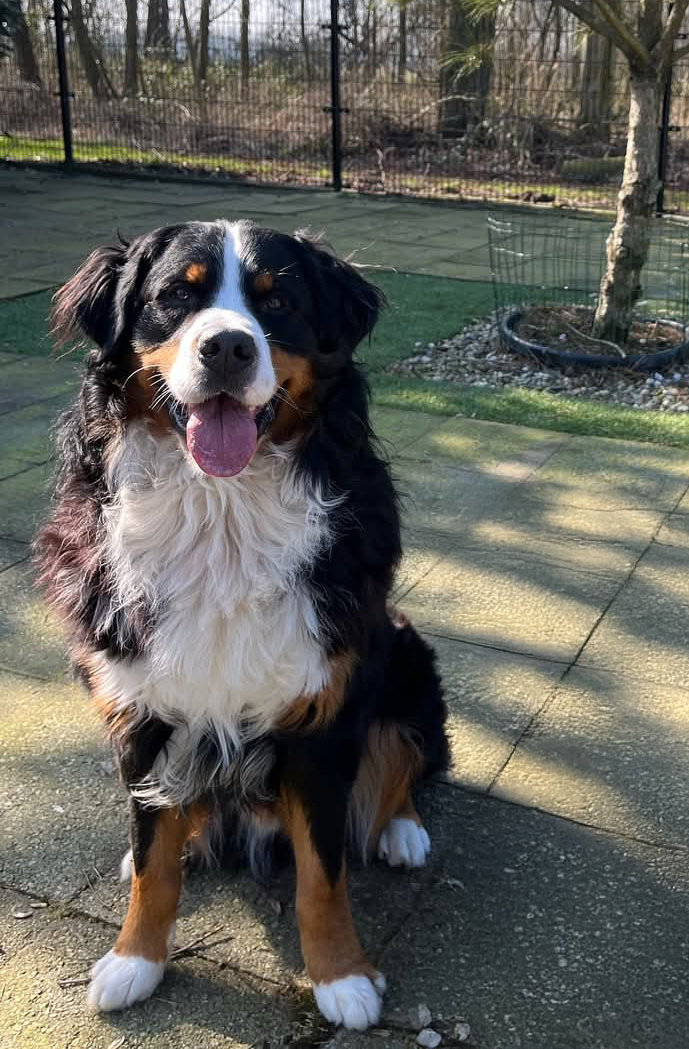 Hugo van Leeuwen - Eigenaar WP Lion uit Waspik - WordPress Specialist