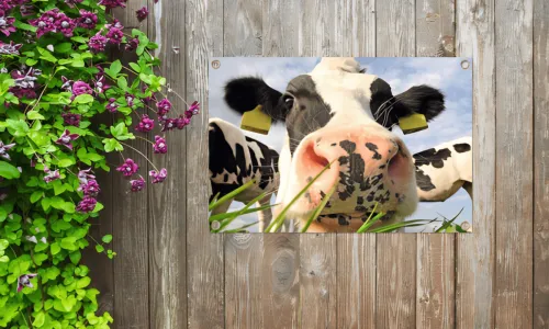 Tuinposter Koe - Draw a Pet Webshop gebouwd met Woocommerce WordPress